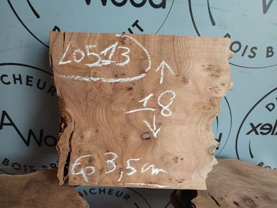 Planche de loupe d'orme - LO513