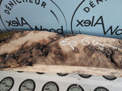 Bloc de loupe de frêne olivier - FO31