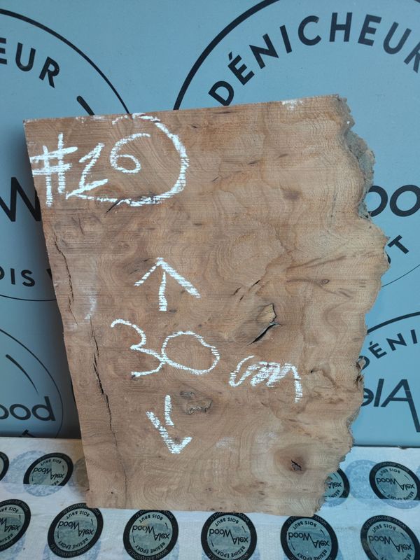 Planche loupe d’orme – Bois brut projet créatif