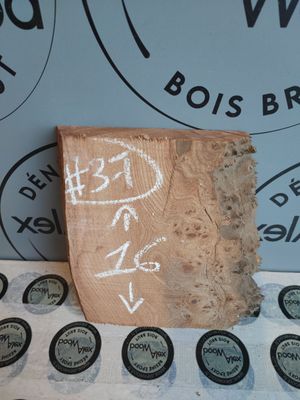 Planche loupe d’orme pour créations DIY Planche loupe d’orme pour créations DIY