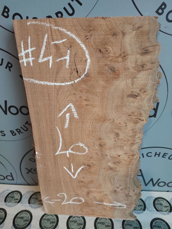 Planche loupe d'orme bois brut idéal projet DIY