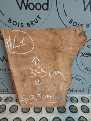 Planche loupe d’orme pour création artisanale