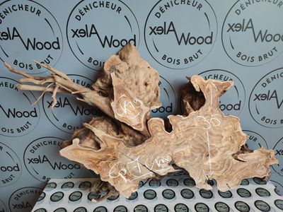 Racine d’olivier Racine bois d'olivier Toulouse France AlexWood