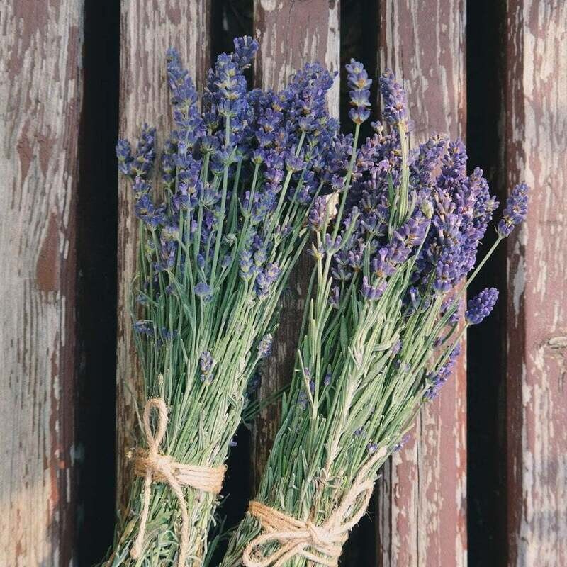 Herbs: Lavender 4&quot; Pot