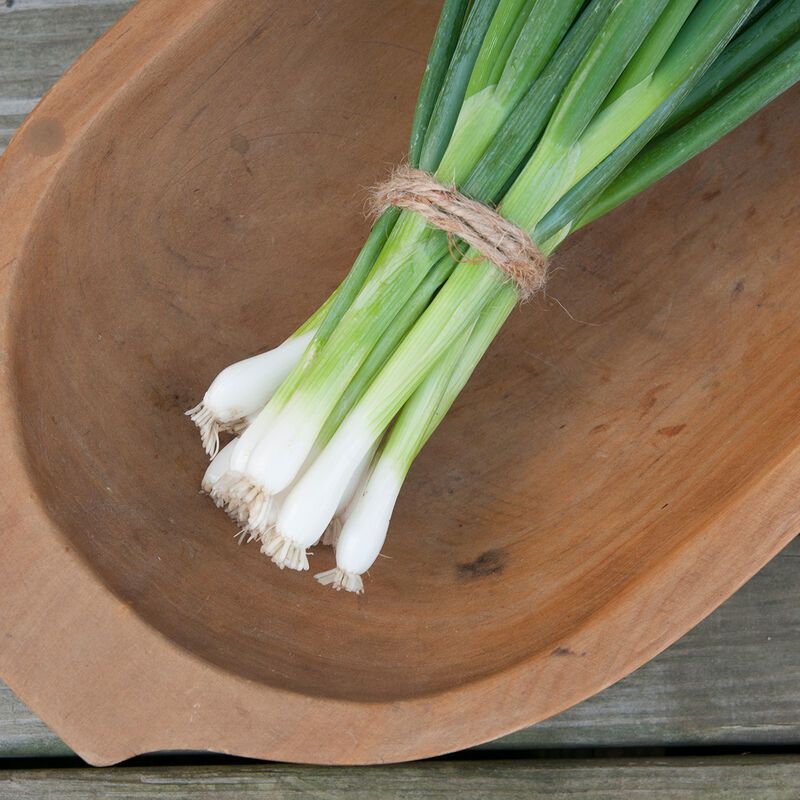 Scallion: Evergreen Hardy 4-pack