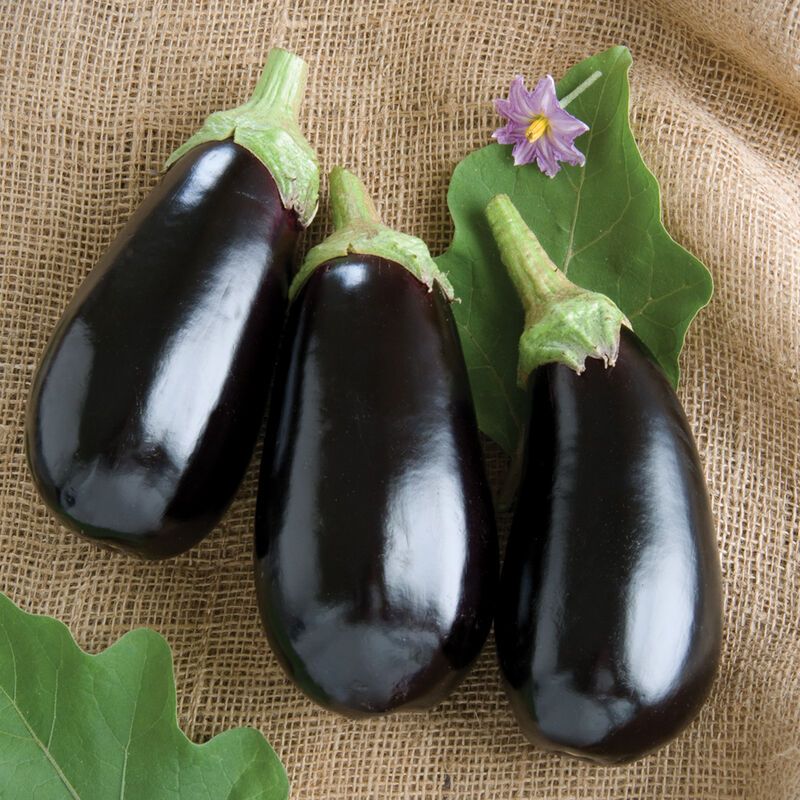 Eggplant: Nadia 4&quot; Pot