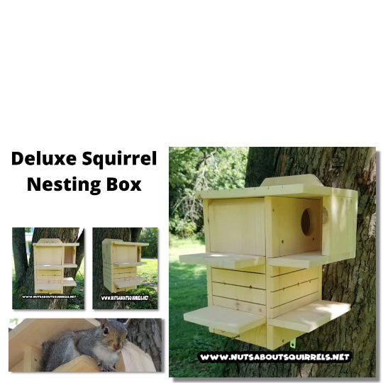 Squirrel Condo w/ Four Porches