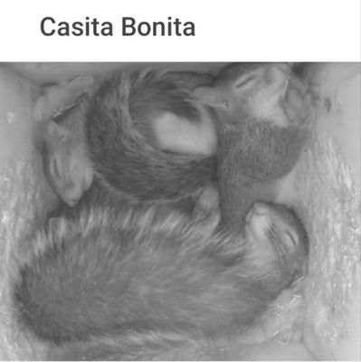 Wildlife Rehab Approved Squirrel Nesting Box w/ Camera