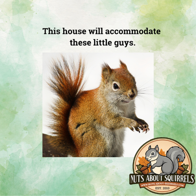 Red Squirrel Nesting Box with Scorched Finish &amp; Two Porches
