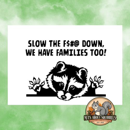 &quot;Slow the $#@ Down, We have families Too&quot; Raccoon Sticker
