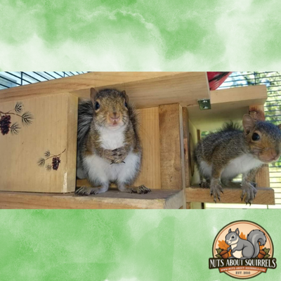 Wildlife Rehab Boxes &amp; More