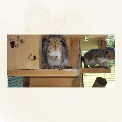 Nest Boxes for Gray or Fox Squirrels