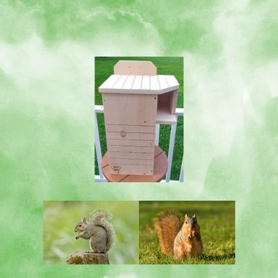 Nest Boxes for Gray &amp; Fox Squirrels
