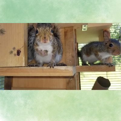 The Squirrel Spot