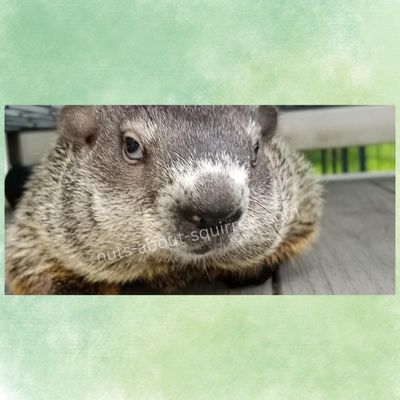 Other Wildlife Gifts