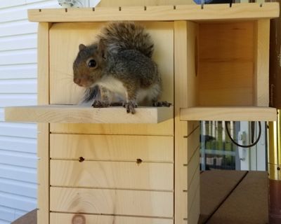 Squirrel Nest Boxes