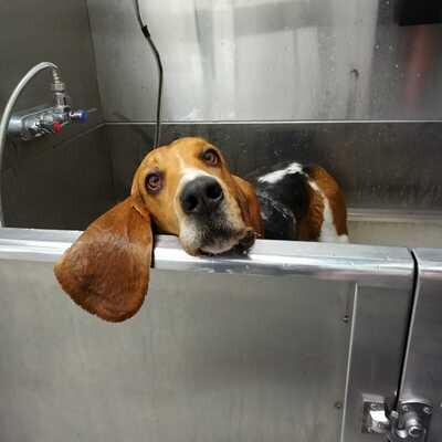 Holly's Page for Everything Basset Hound