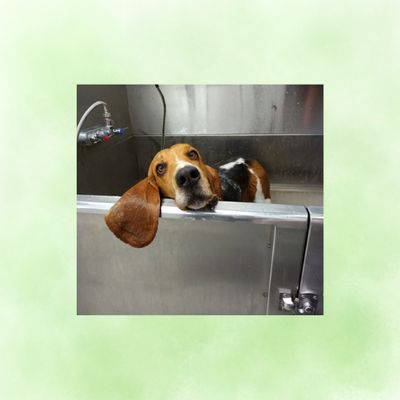 Holly's Page for Everything Basset Hound