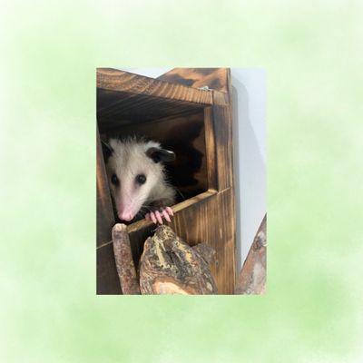 Opossum Outpost