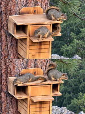 Squirrel Nest Box – Dual Entrance Condo with Front Porch –Customized for your Species of Squirrels