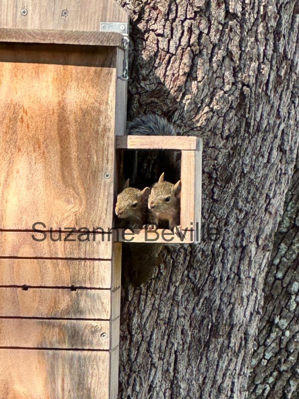 Wildlife Rehab-Approved Squirrel Nest Box with Wireless Camera – Choose for Gray, Fox or Flying Squirrels