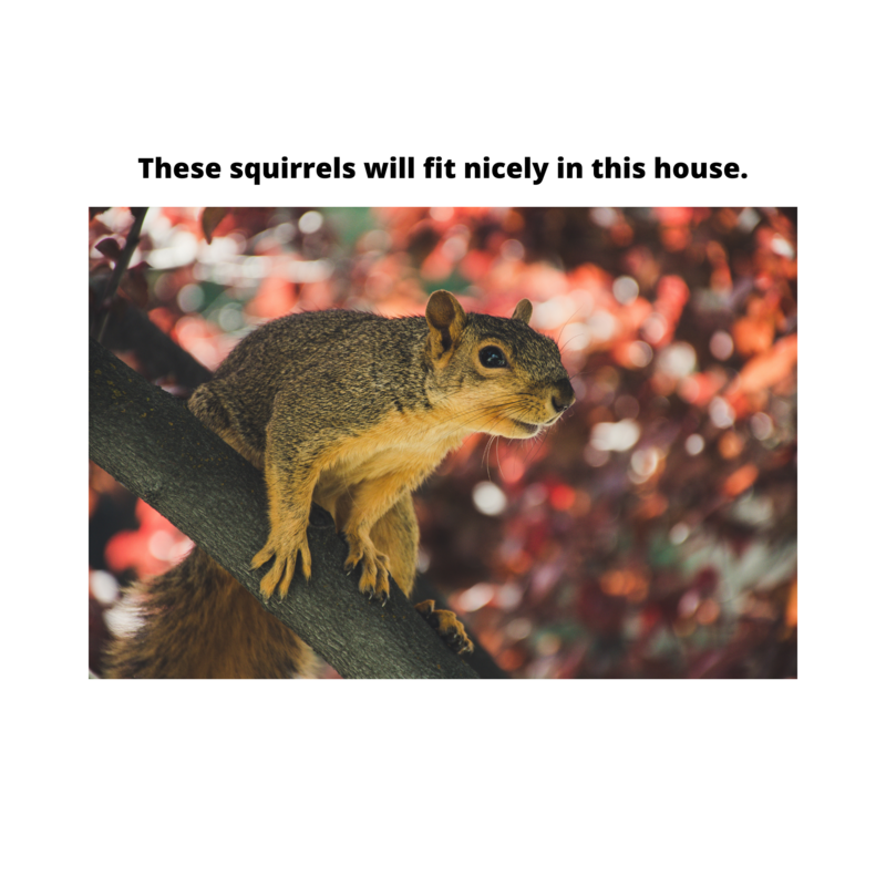 Fox Squirrel Nesting Condo – Wildlife Rehab Approved-Squirrel Shelter with Scorched Wood Finish – Handmade Squirrel House
