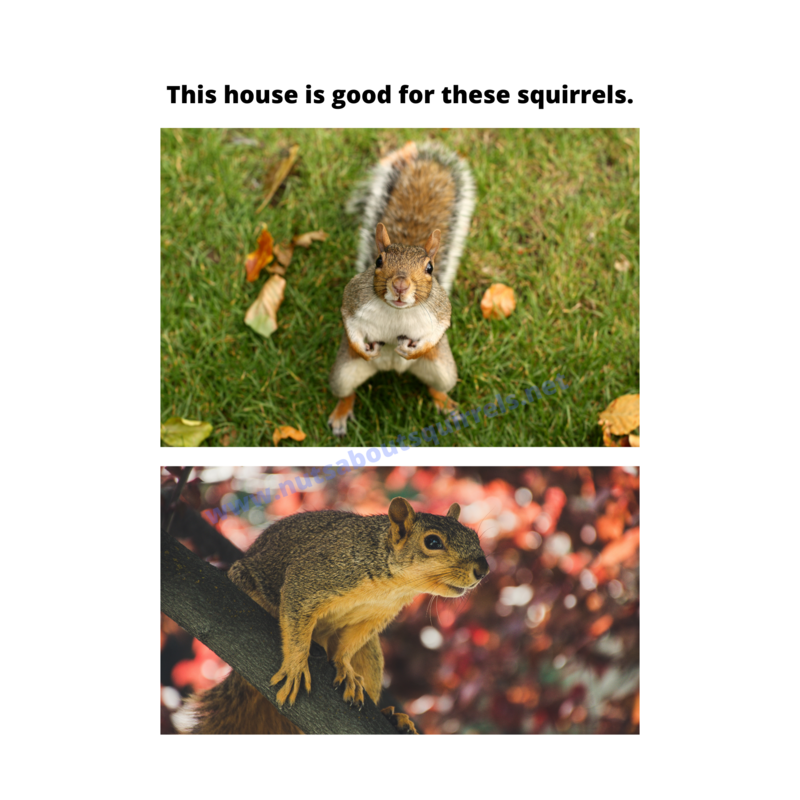Large Squirrel Nest Box – Handmade Predator-Safe Shelter for Gray Squirrels – Rehabber Approved