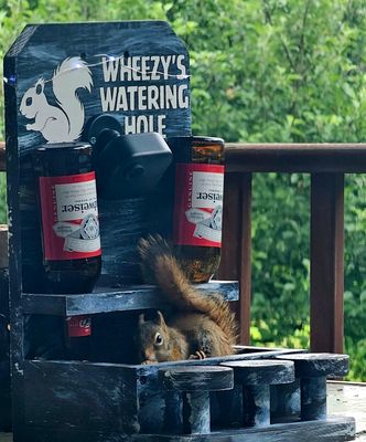 Personalized Squirrel Saloon Feeder with Two Cameras