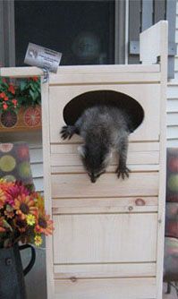 Raccoon Nesting Box – Handmade Outdoor Shelter for Wildlife Rehab or Backyard Habitat