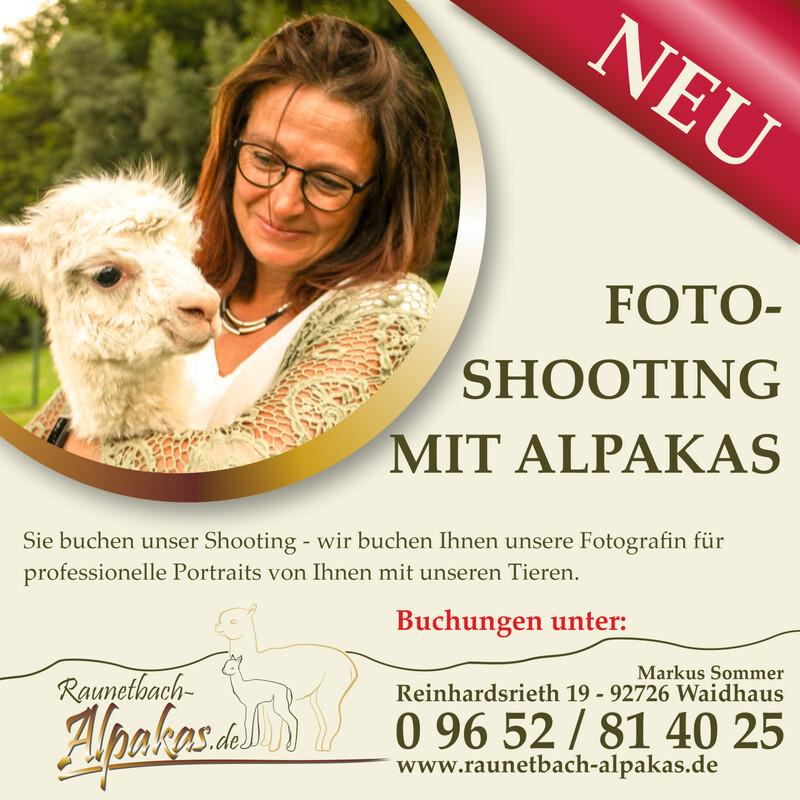 Fotoshooting mit 1 Alpaka