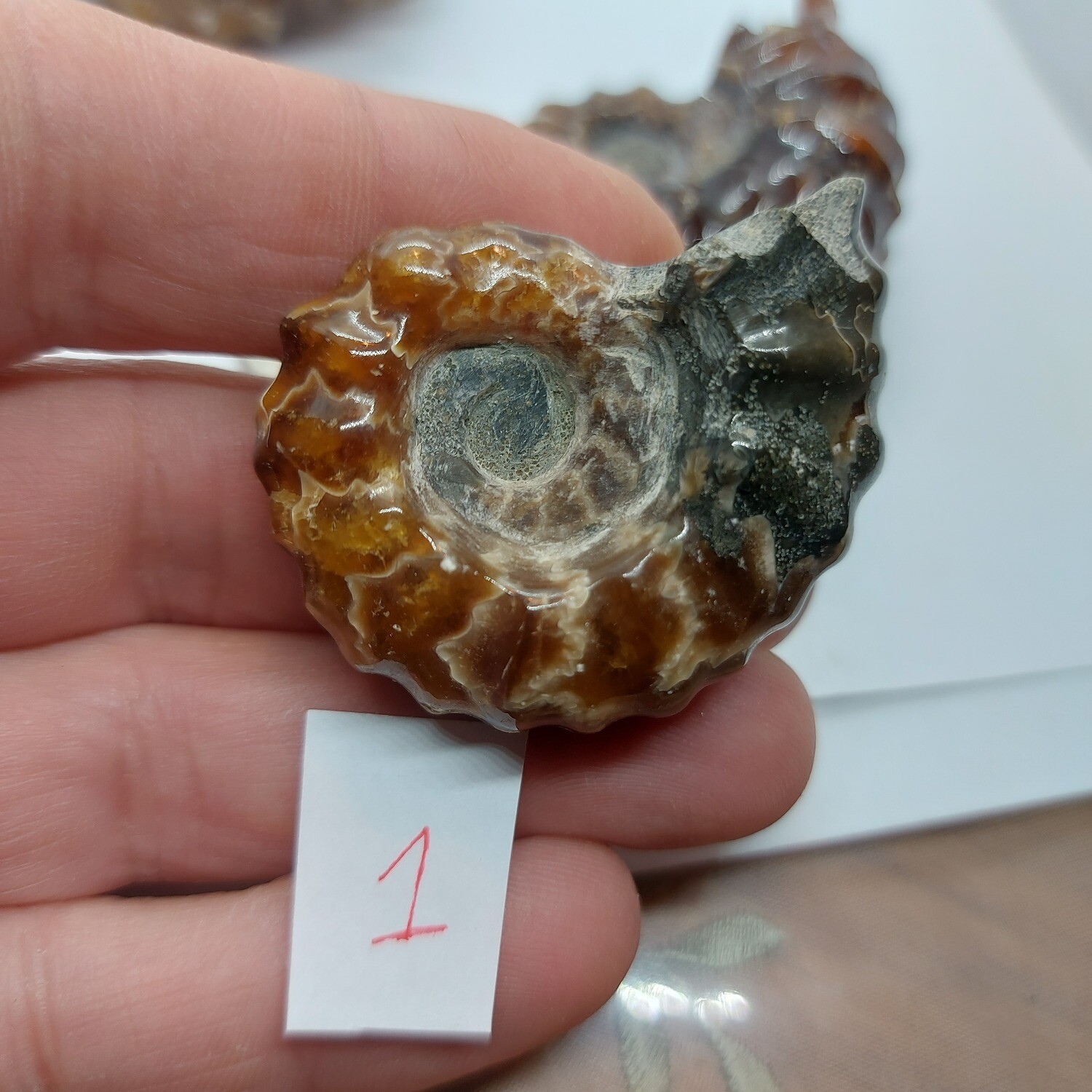 Ammolite