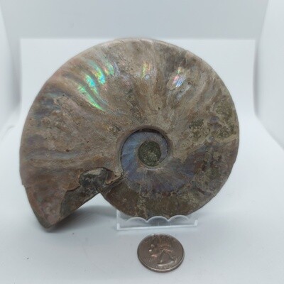 Ammonite