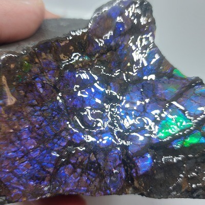 Ammolite