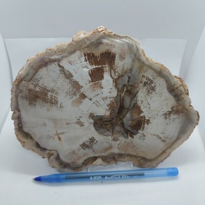 Fossils