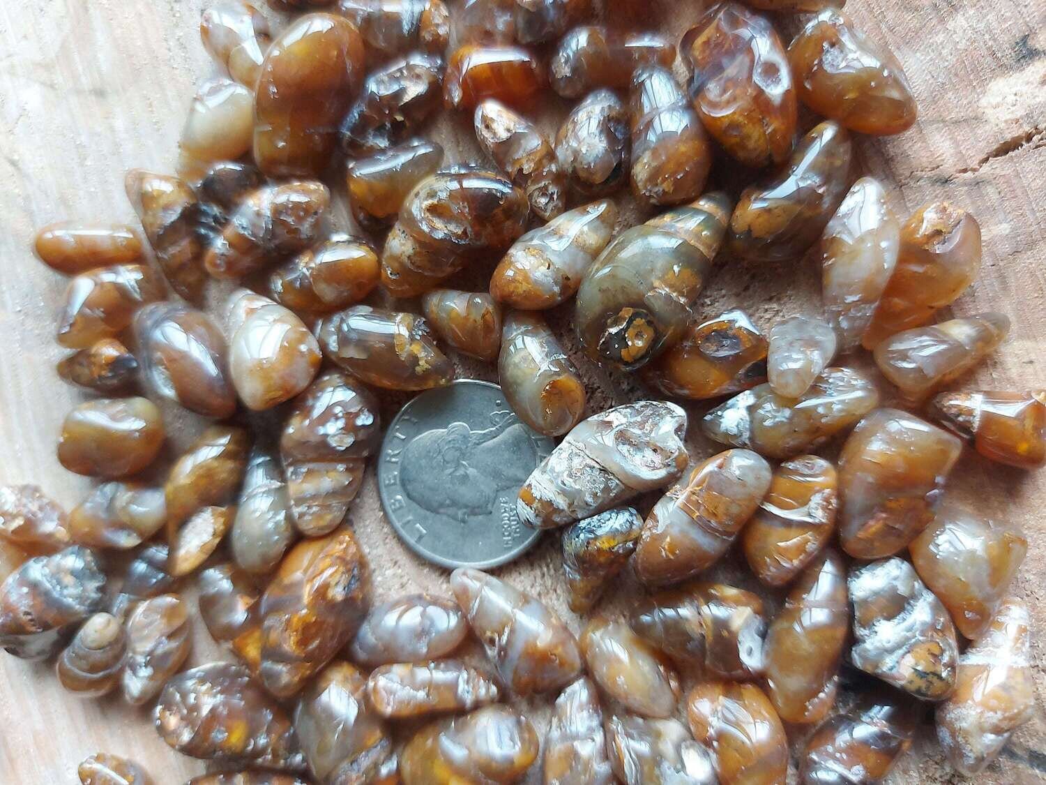 Agatized Turritella Shells