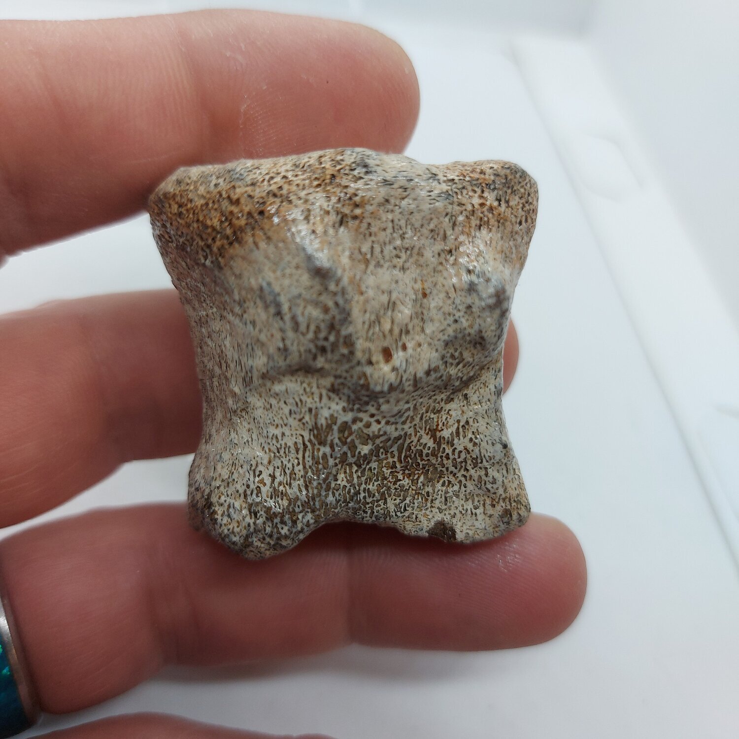 Dinosaur Bone/ Dino Bone