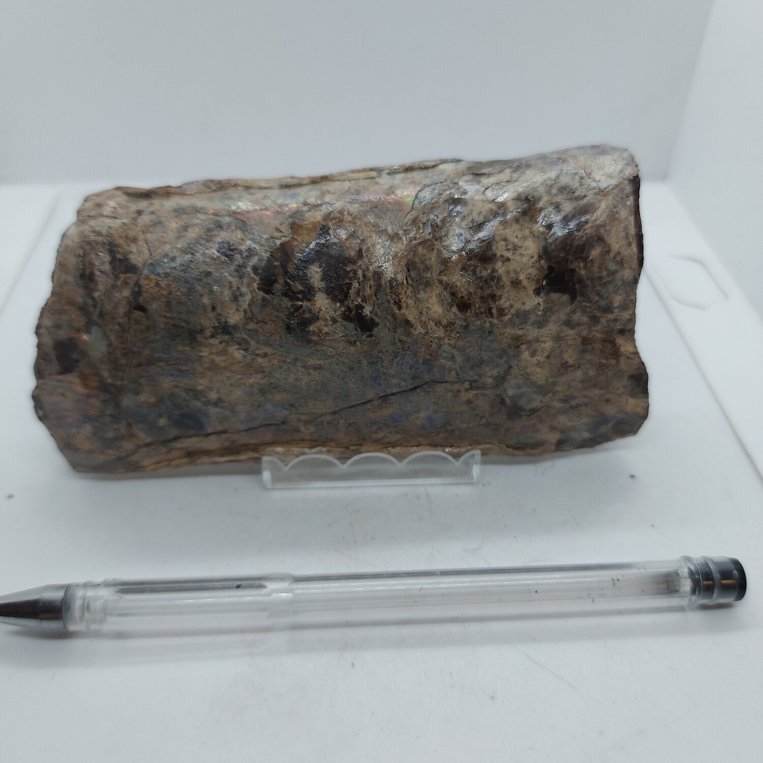 Baculite Fossil