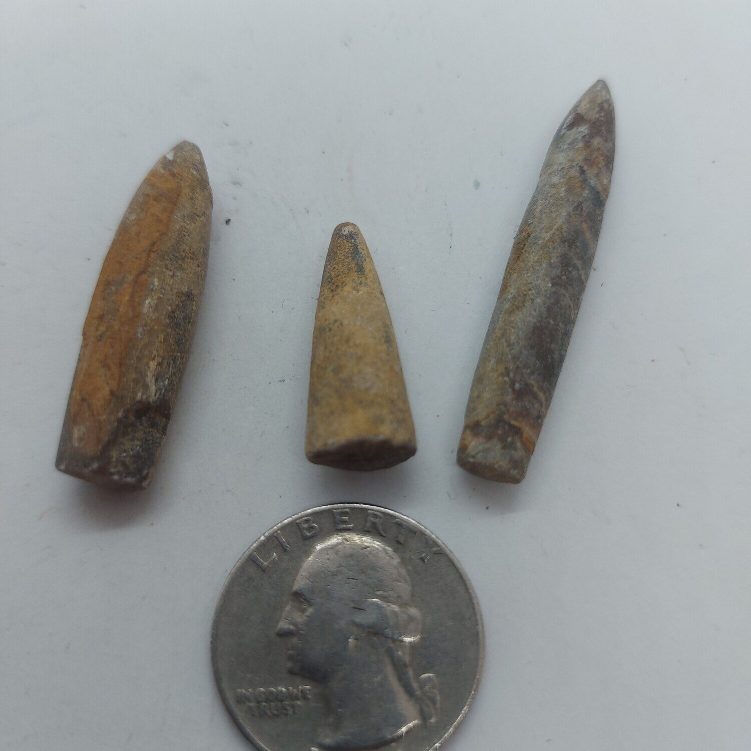 Belemnite Fossil