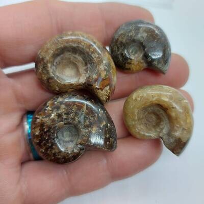 Ammonite