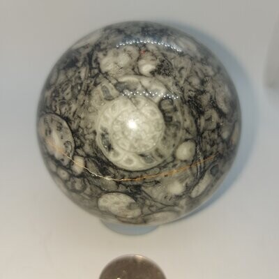 Fossil sphere/Ammonite Fossil Sphere