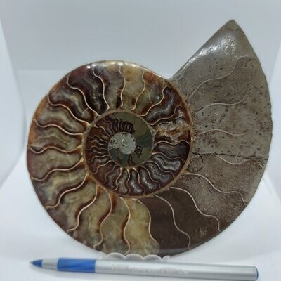 Sliced Ammonite