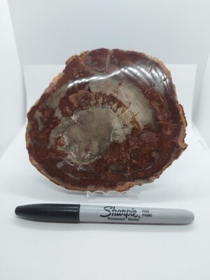 Petrified Wood