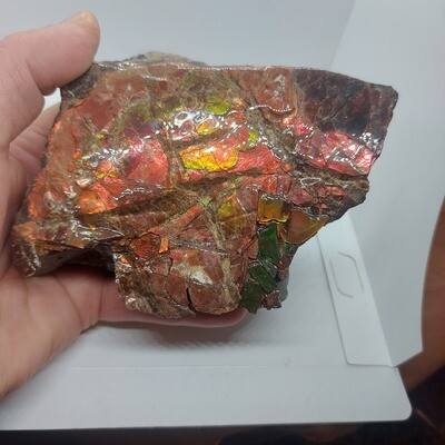 Ammolite Specimen.