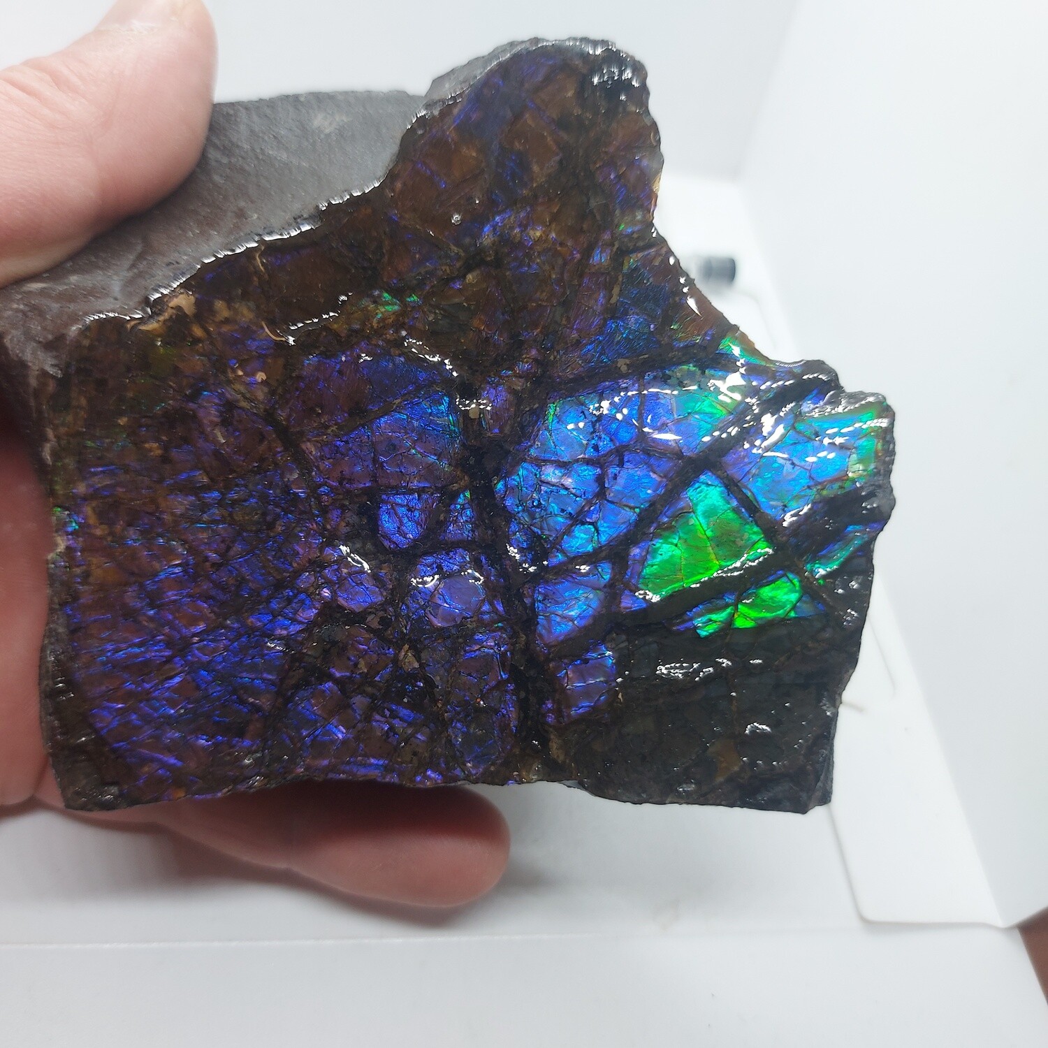 Ammolite Specimen.