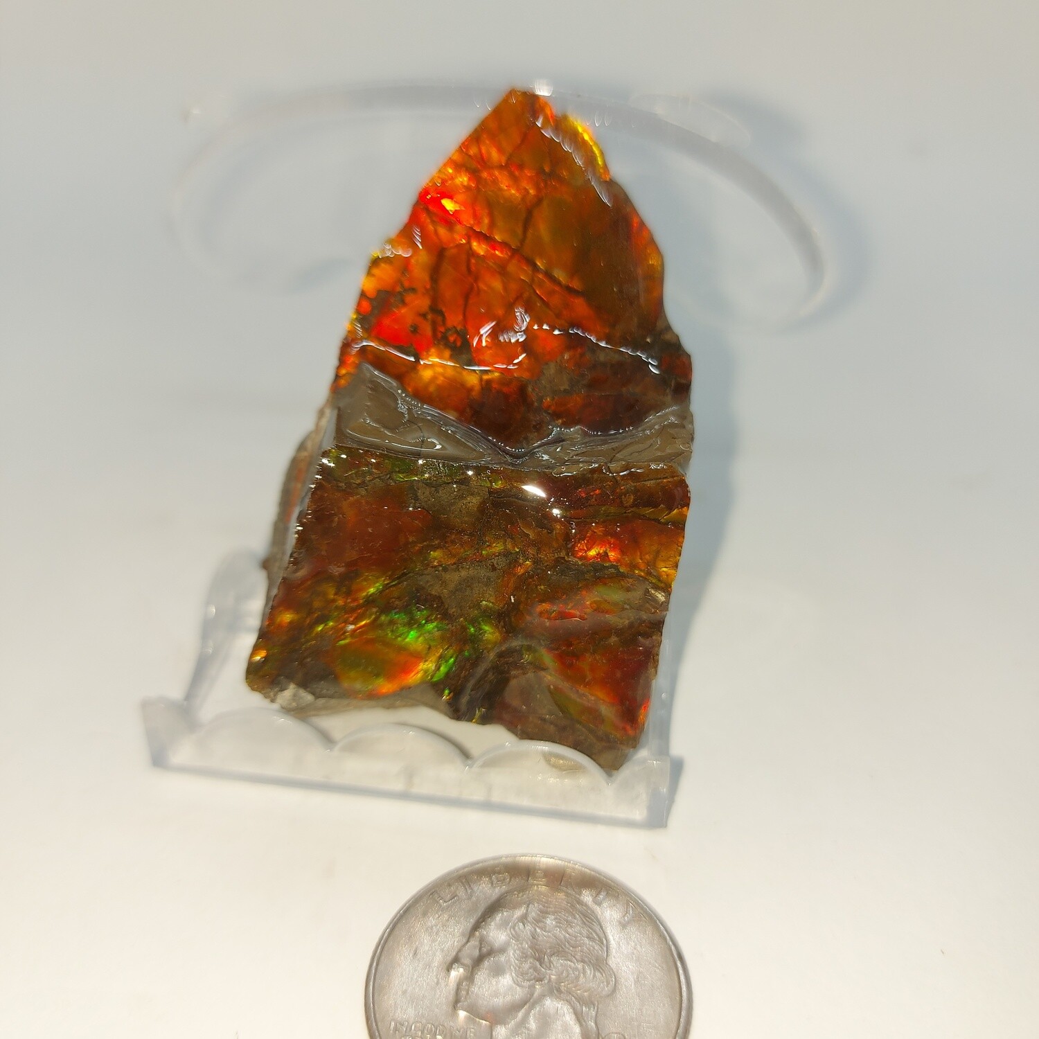 Ammolite Specimen