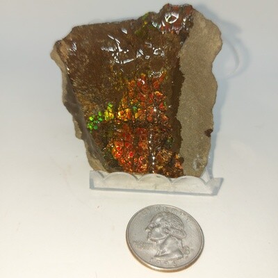 Ammolite Specimen