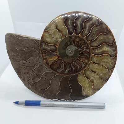Sliced Ammonite