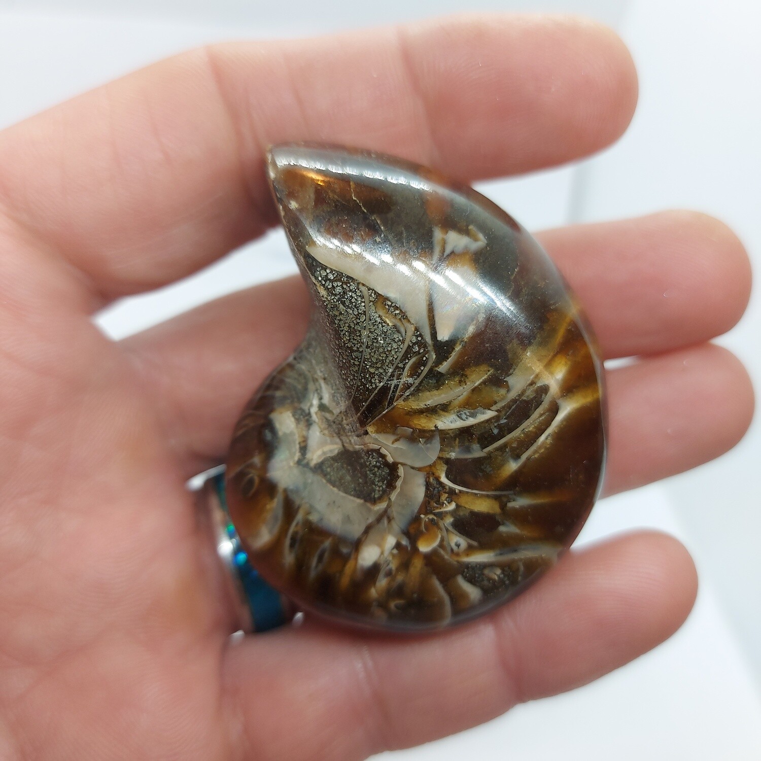 Ammonite