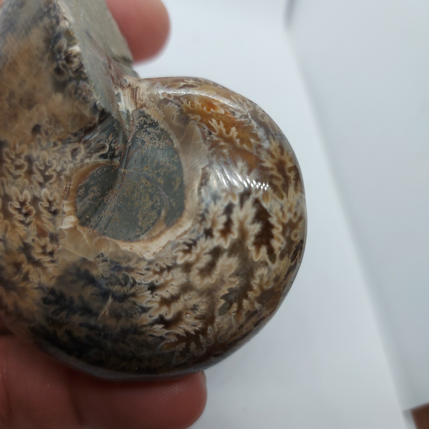 Ammonite