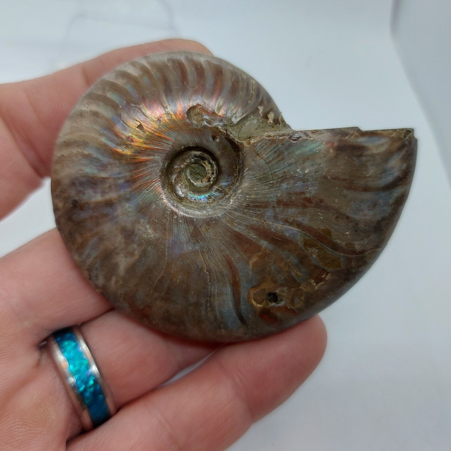 Ammonite